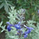 Picasa 2.7